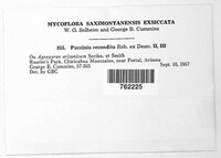 Puccinia recondita image